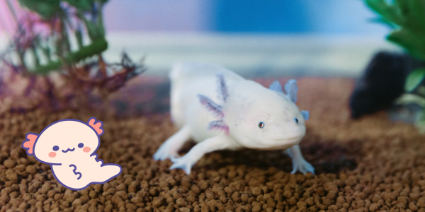 ZOO LOGICALにパンダが登場！5月10日から6月29日まで