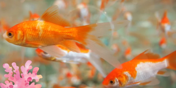 トラさんが「みんなの来場を待ってるよ！」と言っている。